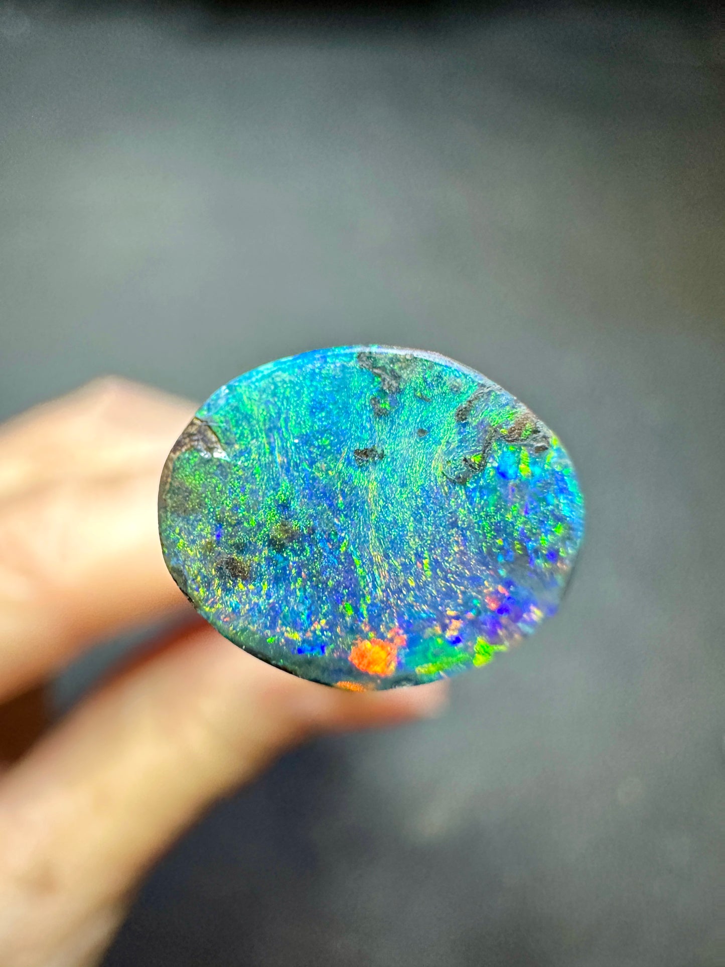 Queensland Rainforest